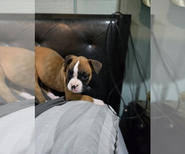Medium Photo #3 Boxer Puppy For Sale in GALLOWAY, NJ, USA
