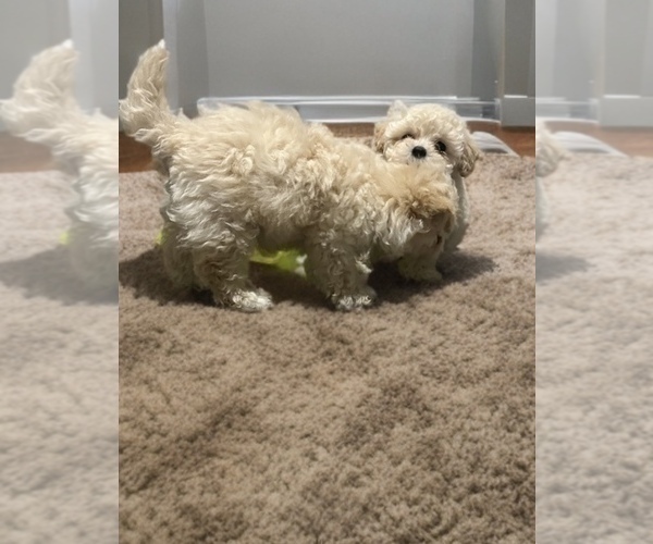 Medium Photo #8 Poodle (Toy) Puppy For Sale in CHARLOTTE, NC, USA