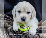 Puppy Lia English Cream Golden Retriever