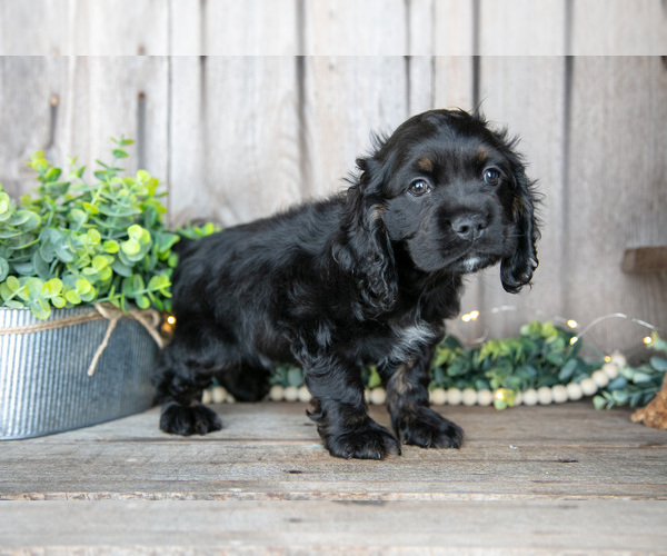 Medium Photo #17 Cocker Spaniel Puppy For Sale in BALTIC, OH, USA