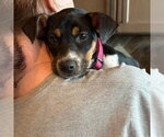 Small #2 Mutt