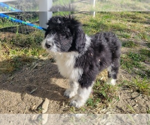 Aussiedoodle Puppy for sale in RAMONA, CA, USA