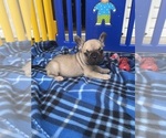Puppy rowdy French Bulldog