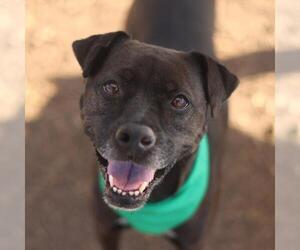 American Staffordshire Terrier-Unknown Mix Dogs for adoption in San Antonio, TX, USA