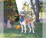 Small #2 Anatolian Shepherd Mix