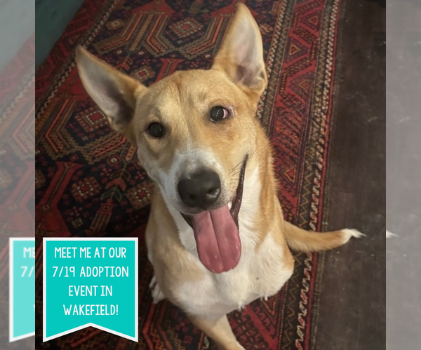 Medium Photo #9 Mutt Puppy For Sale in Boston, MA, USA