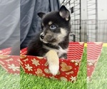 Small Photo #25 Pomsky-Shiba Inu Mix Puppy For Sale in NASHUA, NH, USA
