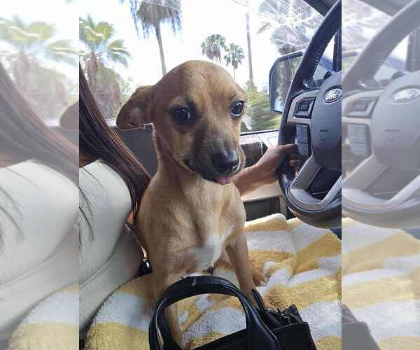 Medium Photo #8 Chihuahua-Unknown Mix Puppy For Sale in New York, NY, USA