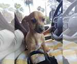 Small #7 Chihuahua Mix