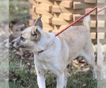 Small Photo #2 Chihuahua Puppy For Sale in Yardley, PA, USA