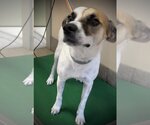 Small Jack Russell Terrier-Pointer Mix