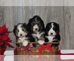 Small Photo #2 Bernedoodle Puppy For Sale in HONEY BROOK, PA, USA