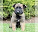 Small Photo #4 Belgian Malinois Puppy For Sale in RONKS, PA, USA