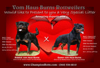 Small Photo #1 Rottweiler Puppy For Sale in OLYMPIA, WA, USA
