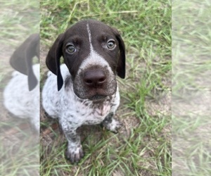 German Shorthaired Pointer Puppy for sale in TRENTON, FL, USA