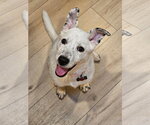 Small #2 American Pit Bull Terrier Mix