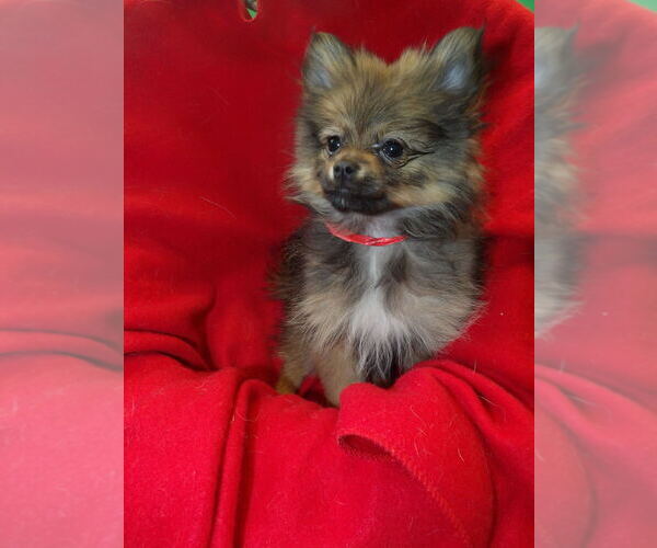 Medium Photo #8 Pomeranian Puppy For Sale in PATERSON, NJ, USA