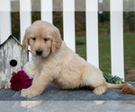 Small #1 Golden Retriever