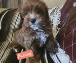 Small #1 Cavachon-Poodle (Toy) Mix