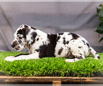 Small #7 Great Dane