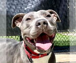 Small #2 American Staffordshire Terrier Mix
