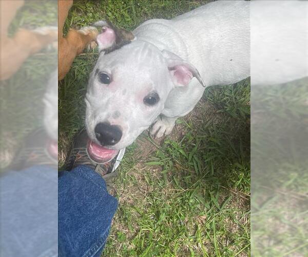 Medium Photo #2 American Pit Bull Terrier-Unknown Mix Puppy For Sale in Conroe, TX, USA