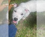 Small #1 American Pit Bull Terrier Mix