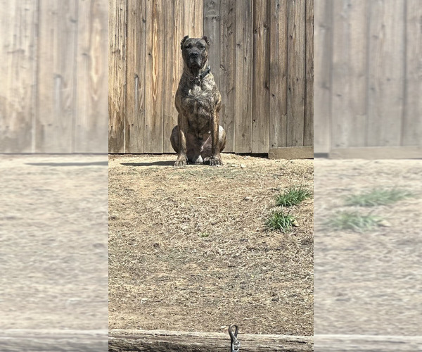 Medium Photo #1 Presa Canario Puppy For Sale in COLORADO SPGS, CO, USA