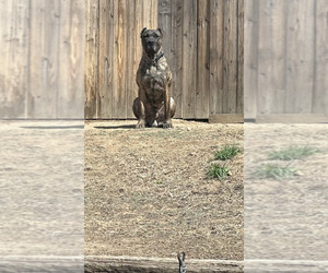 Father of the Presa Canario puppies born on 05/10/2026