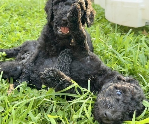 Medium Photo #3 Goldendoodle Puppy For Sale in KANSAS CITY, MO, USA