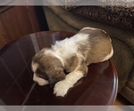 Small Photo #8 English Springer Spaniel Puppy For Sale in STATESVILLE, NC, USA