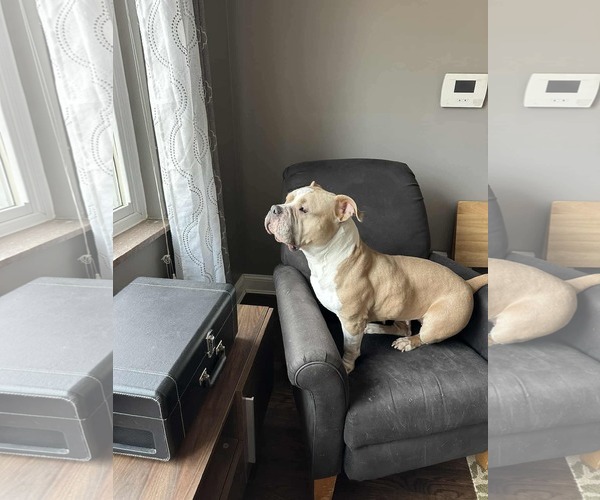 Medium Photo #7 Bulldog-Unknown Mix Puppy For Sale in Germantown, OH, USA