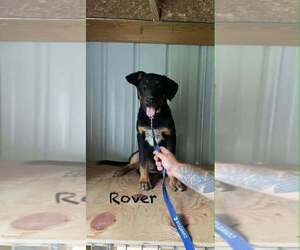 German Shepherd Dog-Unknown Mix Dogs for adoption in Aurora, IN, USA