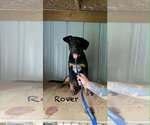 Rover Ralph - Male German Shepherd Dog-Unknown Mix Dog for Adoption - Small photo