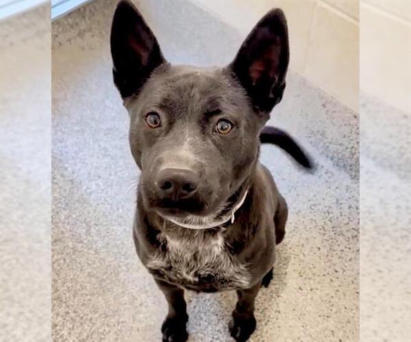 Medium Photo #2 Siberian Husky-Unknown Mix Puppy For Sale in Houston, TX, USA