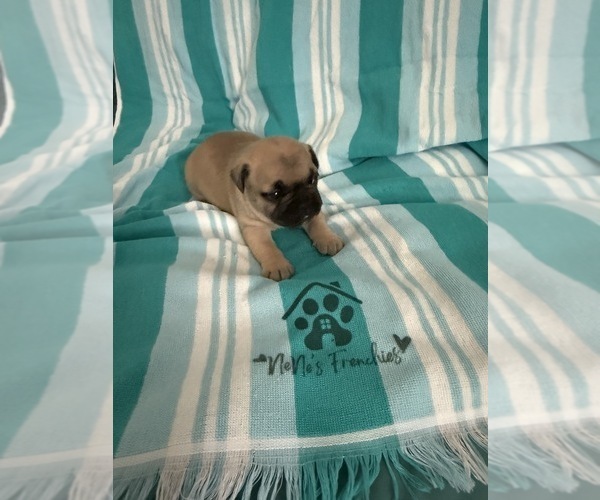 Medium Photo #1 French Bulldog Puppy For Sale in OPP, AL, USA