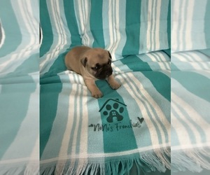 French Bulldog Puppy for Sale in OPP, Alabama USA