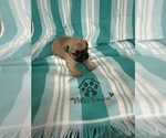 Small French Bulldog