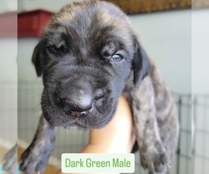 Medium Daniff-Neapolitan Mastiff Mix
