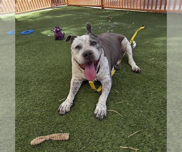 Medium Photo #1 Mutt Puppy For Sale in Las Vegas, NV, USA