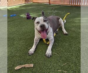 Mutt Dogs for adoption in Las Vegas, NV, USA