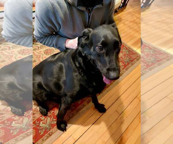 Medium Photo #3 Labrador Retriever-Unknown Mix Puppy For Sale in Crystal, MN, USA