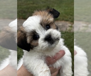 Zuchon Puppy for sale in SILEX, MO, USA