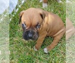 Small Photo #1 Boxer Puppy For Sale in HAVANA, FL, USA