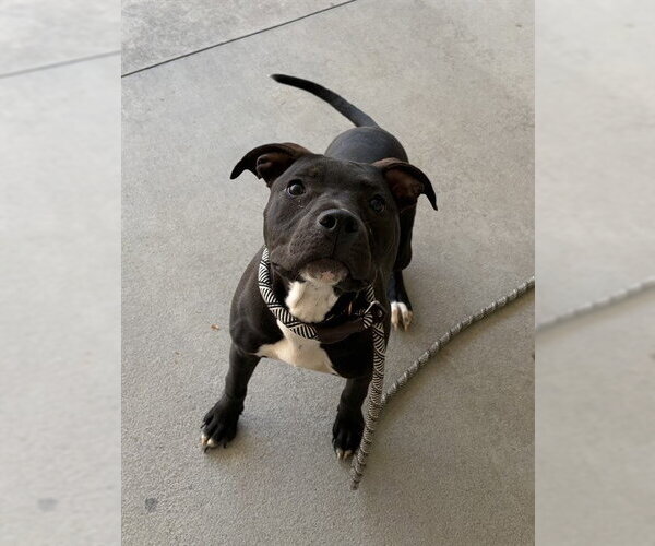 Medium Photo #1 American Staffordshire Terrier-Unknown Mix Puppy For Sale in Palmetto, FL, USA