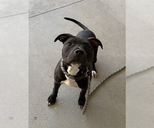 American Staffordshire Terrier-Unknown Mix Dogs for adoption in Palmetto, FL, USA