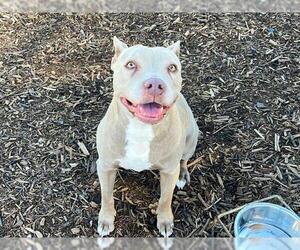 American Pit Bull Terrier Dogs for adoption in Orange, CA, USA