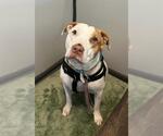 Small American Pit Bull Terrier Mix