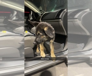 German Shepherd Dog-Siberian Husky Mix Puppy for sale in PEMBROKE PINES, FL, USA