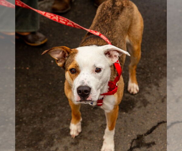 Medium Photo #14 Mutt Puppy For Sale in Canton, CT, USA